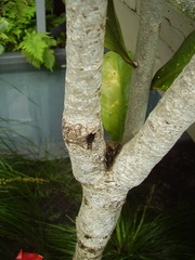 Elingamita johnsonii