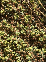 Euphorbia ocellata
