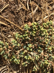 Euphorbia ocellata