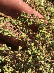 Euphorbia ocellata