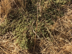 Euphorbia ocellata