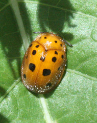 Chelymorpha phytophagica