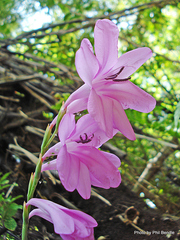 Watsonia borbonica