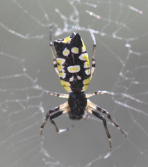 Micrathena funebris