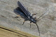 Austroperla cyrene