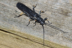 Austroperla cyrene