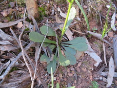 Brachyscome spathulata