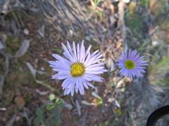 Brachyscome spathulata