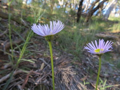 Brachyscome spathulata