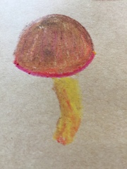 Xerocomellus zelleri