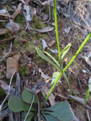 Brachyscome spathulata