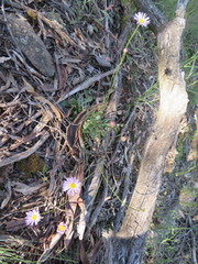 Brachyscome spathulata