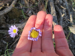 Brachyscome spathulata