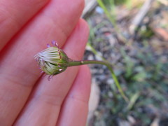 Brachyscome spathulata