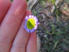 Brachyscome spathulata