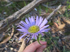 Brachyscome spathulata