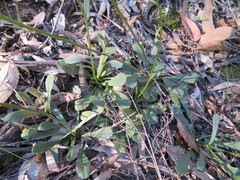 Brachyscome spathulata