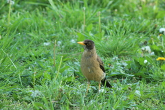 Turdus falcklandii