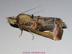 Calledema plusioides