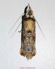 Calledema plusioides