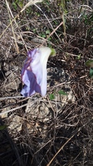 Ipomoea lindheimeri