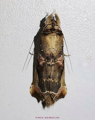 Calledema plusioides