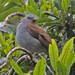 Andean Solitaire - Photo (c) Jerry Oldenettel, some rights reserved (CC BY-NC-SA)