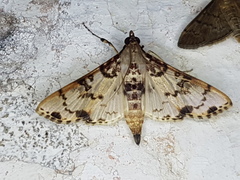 Azochis