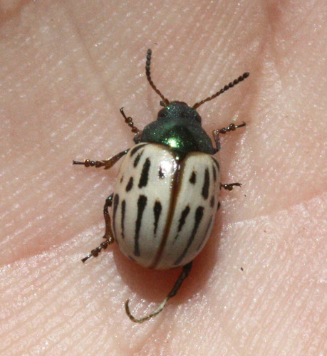 Burrobrush Leaf Beetle