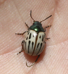 Leptinotarsa lineolata