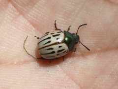 Leptinotarsa lineolata