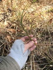 Carex muskingumensis