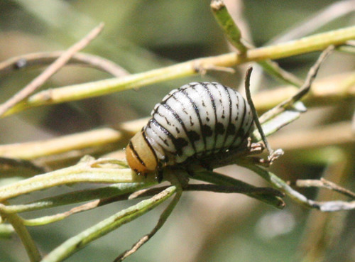 Burrobrush Leaf Beetle