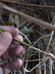 Carex muskingumensis