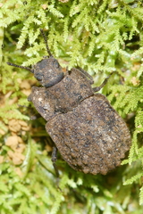 Mitua tuberculicostata