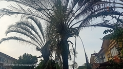 Dypsis decaryi