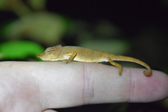 Calumma nasutum