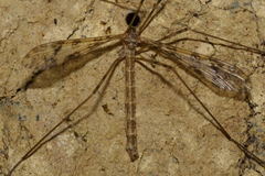 Austrolimnophila argus