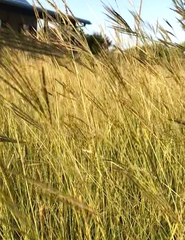 Dichanthium annulatum