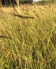 Dichanthium annulatum