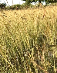 Dichanthium annulatum