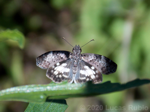 White-patterned Skipper photo 3