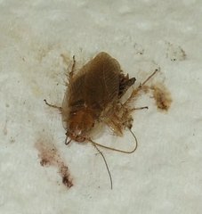 Ectobius vittiventris