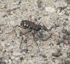 Cicindela sedecimpunctata