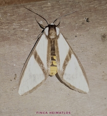 Turuptiana