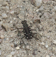 Cicindela sedecimpunctata