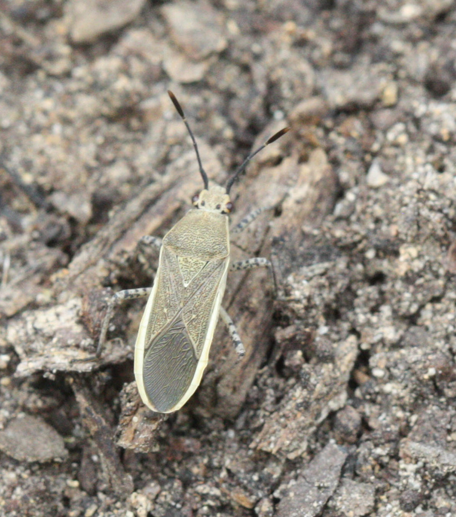 Catorhintha selector