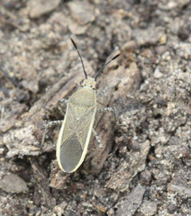 Catorhintha selector