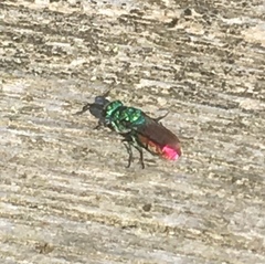 Chrysura