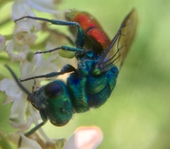 Chrysura